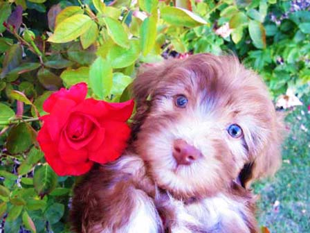 haverneese-puppies-breeder-in-utah